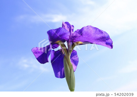 堀切菖蒲園 青空とハナショウブのアップ 堀切菖蒲園 青空とハナショウブのアップ 54202039