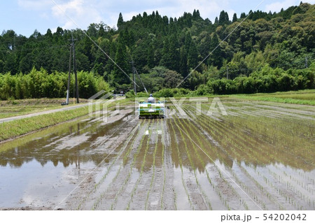 田植え 54202042