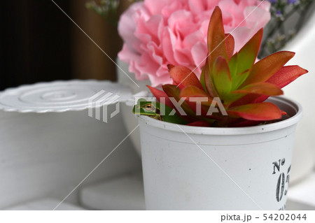 多肉植物とカエル 54202044