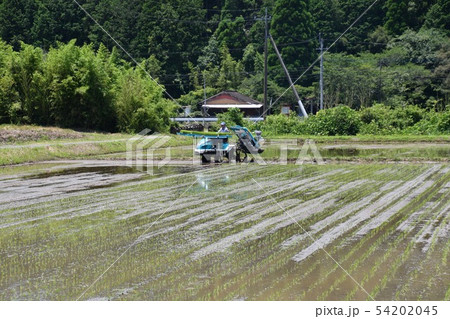 田植え 54202045