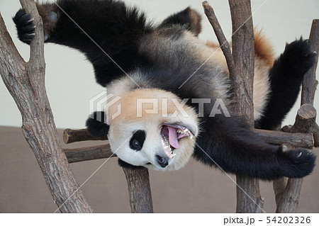 パンダ 54202326