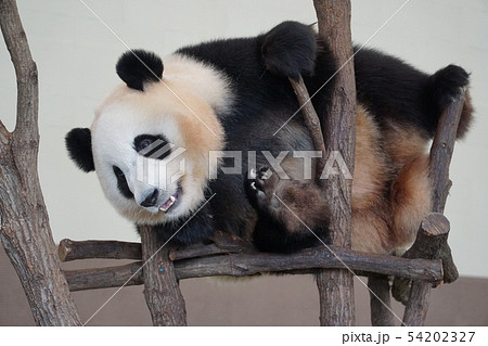 パンダ 54202327