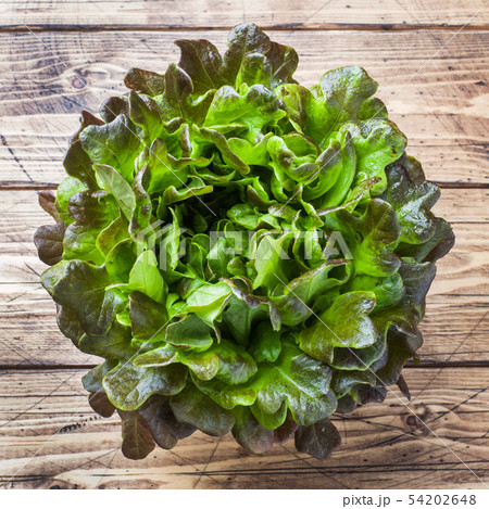 Fresh red lettuce Bush Oak leaves. Close up. Green Fresh red lettuce Bush Oak leaves. Close up. Green 54202648