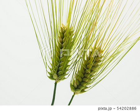 Spike of green fresh rye barley wheat isolate 54202886
