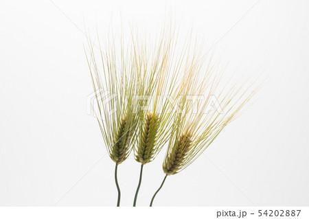 Spike of green fresh rye barley wheat isolate 54202887