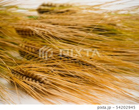 Bunch of wheat spike barley on white background Bunch of wheat spike barley on white background 54202945