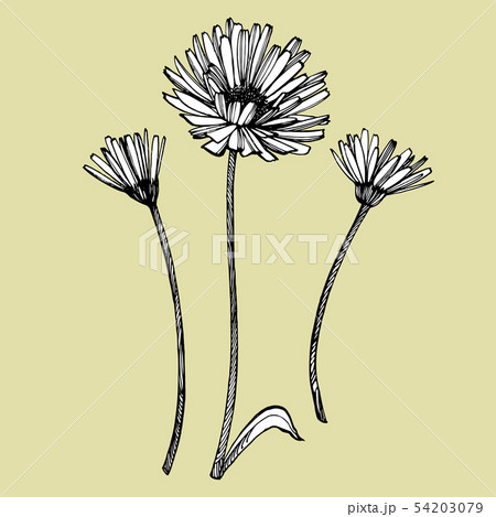 Calendula or daisy flower. Botanical illustration. Good for cosmetics, medicine, treating 54203079