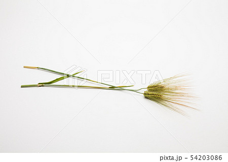 Spike of wheat isolated 54203086