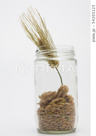 Ears wheat and grains in a glass bottle Ears wheat and grains in a glass bottle 54203125