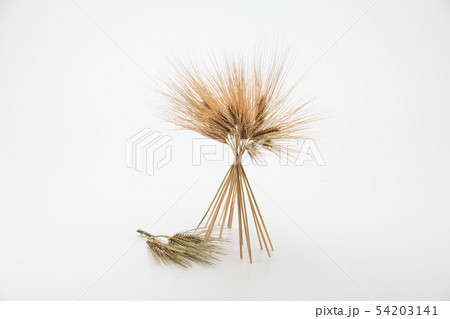 Spike of wheat grains ears Spike of wheat grains ears 54203141