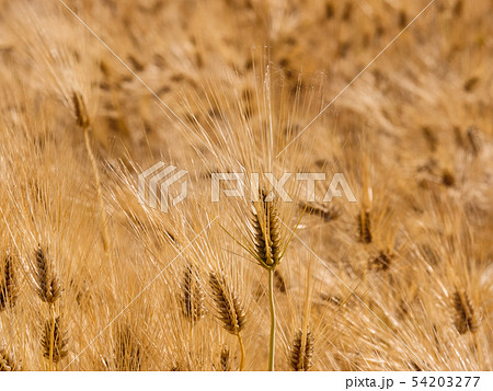Golden barley field 54203277
