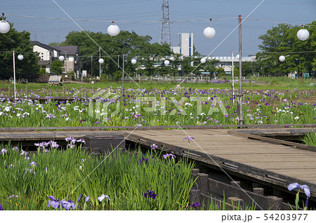 花菖蒲咲くころの北山公園 54203977