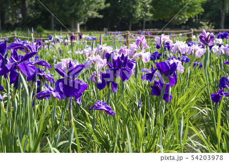 花菖蒲咲くころの北山公園 54203978
