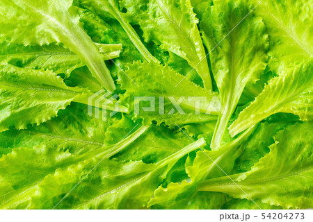 Leaves of fresh lettuce close-up 54204273