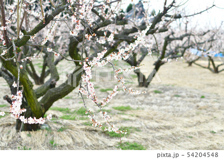 梅の里通りの梅（新潟県） 54204548