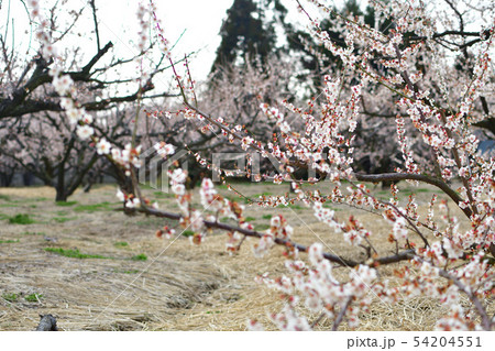 梅の里通りの梅（新潟県） 54204551