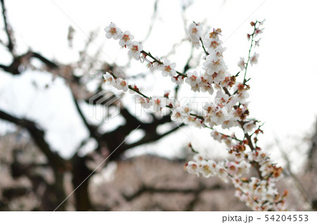 梅の里通りの梅（新潟県） 54204553