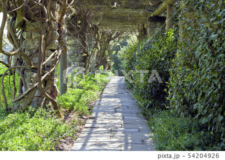 Spring garden with walking path under pergola 54204926