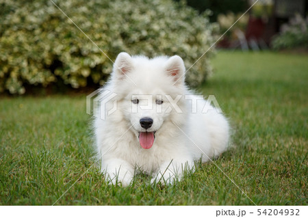 White puppy Samoyed husky White puppy Samoyed husky 54204932