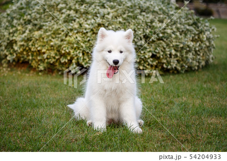White puppy Samoyed husky White puppy Samoyed husky 54204933