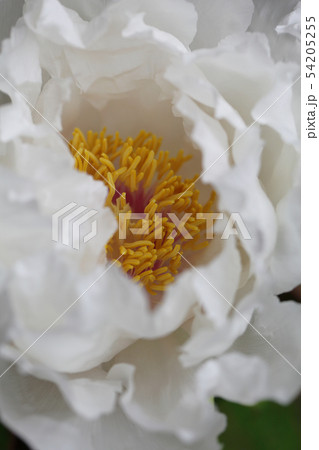 白峰・寒牡丹の花 白峰・寒牡丹の花 54205255