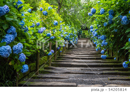 明月院　山門　紫陽花 54205814
