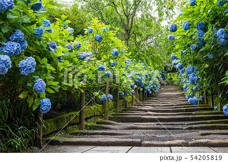 明月院 山門 紫陽花 明月院 山門 紫陽花 54205819