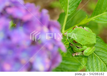 紫陽花とアオガエル 紫陽花とアオガエル 54206162