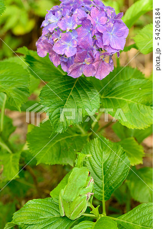 紫陽花とアオガエル 紫陽花とアオガエル 54206184