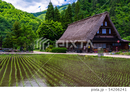 (富山県)世界遺産 五箇山 菅沼合掌造り集落 初夏 (富山県)世界遺産 五箇山 菅沼合掌造り集落 初夏 54206241