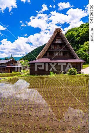 （富山県）世界遺産　五箇山　菅沼合掌造り集落　初夏 54206250
