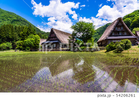 （富山県）世界遺産　五箇山　菅沼合掌造り集落　初夏 54206261