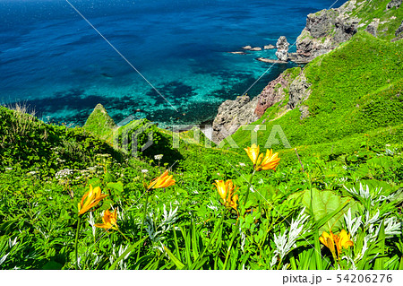 エゾカンゾウ咲く 54206276