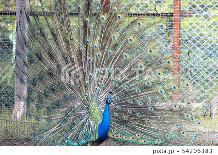 孔雀, インドクジャク 54206383