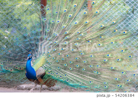 孔雀, インドクジャク 孔雀, インドクジャク 54206384
