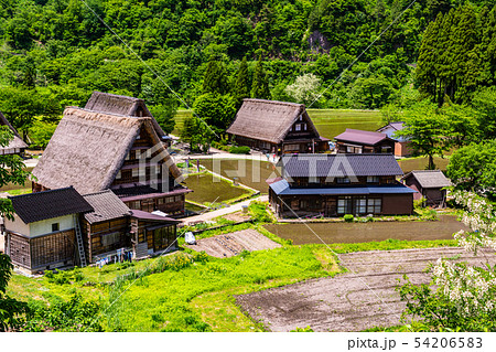 （富山県）世界遺産　五箇山　菅沼合掌造り集落　初夏 54206583