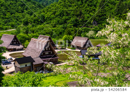 （富山県）世界遺産　五箇山　菅沼合掌造り集落　初夏 54206584
