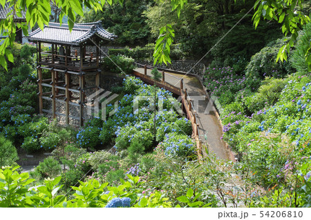 京都　善峯寺　あじさい苑 54206810