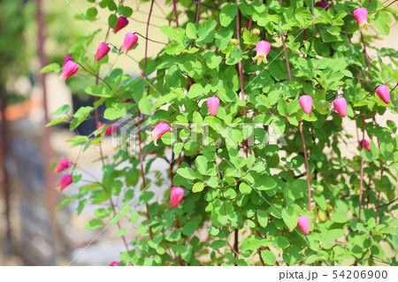 クレマチスの花 押切 クレマチスの花 押切 54206900