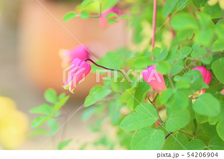 クレマチスの花　押切 54206904