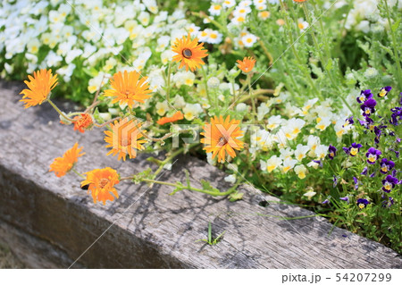 ベニジュームの花 54207299