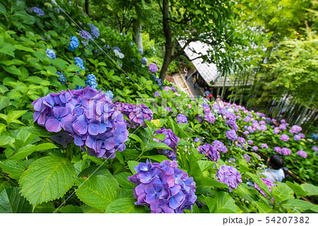 鎌倉 長谷寺 アジサイの径の写真素材 5473