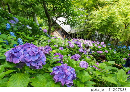 鎌倉 長谷寺 アジサイの径 54207383
