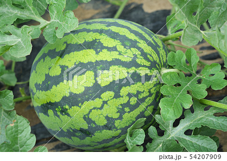 すいか畑 すいか畑 54207909
