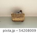 箱入り娘 54208009