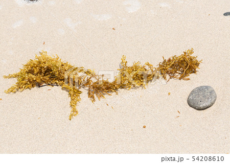 エンドウモク 54208610