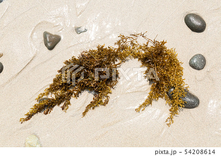 エンドウモク 54208614