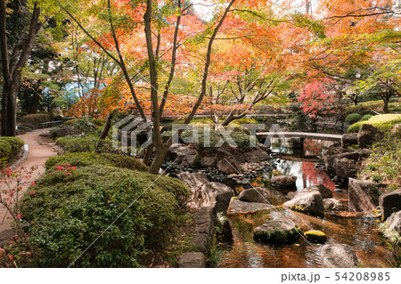 大田黒公園・紅葉 大田黒公園・紅葉 54208985