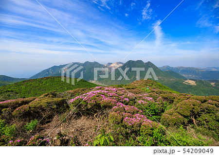 【大分県 九重連山】平治岳山頂からミヤマキリシマと青空 【大分県 九重連山】平治岳山頂からミヤマキリシマと青空 54209049