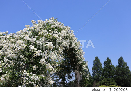 薔薇のアーチ 薔薇のアーチ 54209203